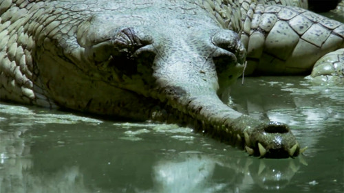 Ganges: River of Life